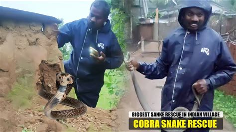 Big Size Spectacled Cobra Snake Rescue In Indian Village By