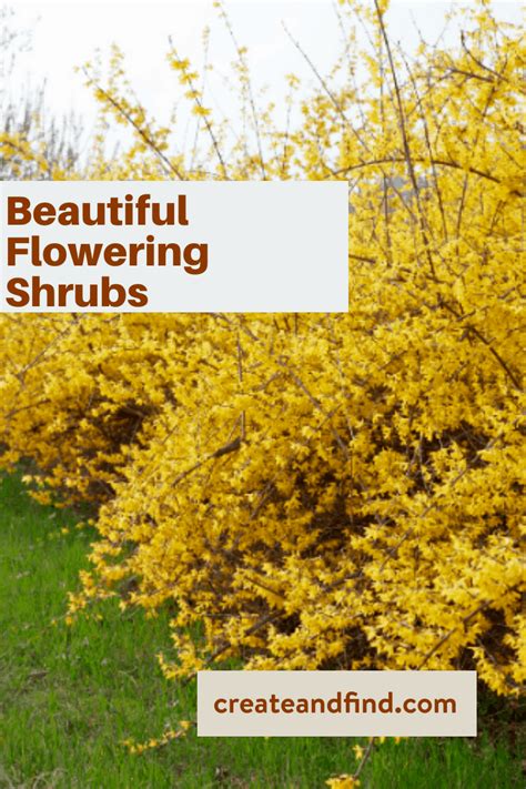 List Of Stunning Flowering Shrubs