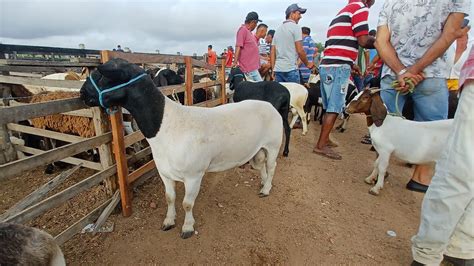 Feira De Caprinos E Ovinos De F Lha Mi Da Al Brasil