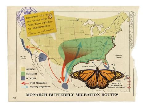 blue monarch butterfly