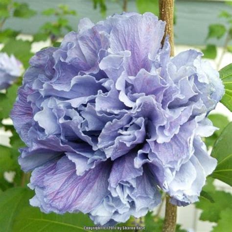 Althea Hibiscus Syriacus Blueberry Smoothie™ In The Roses Of Sharon