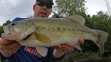 Pesca Del Bass Con Bluegill En Vivo Mundo