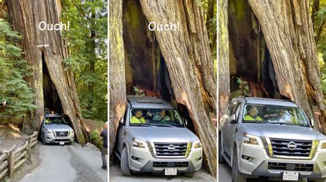 Video Of Driver Attempting To Pass Through Redwood Forest Sparks