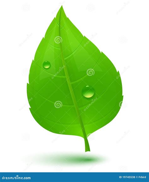 Groen Blad Met Dalingen Van Water Vector Illustratie Illustration Of