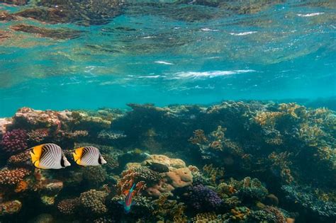 Panorama de recife de coral subaquático no mar vermelho Foto Premium