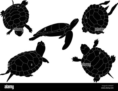 Turtles Collection Vector Stock Vector Image And Art Alamy