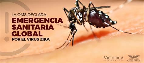 La Oms Declara Emergencia Internacional De Salud Por El Virus Del Zika