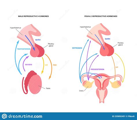 Male Female Reproductive Hormones Stock Vector Illustration Of Female