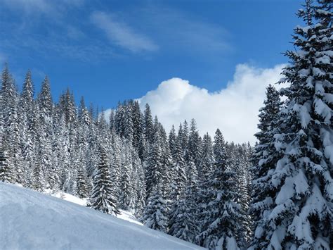 Image Libre Neige Hiver Bois Colline Nuage Ciel Froid Gel