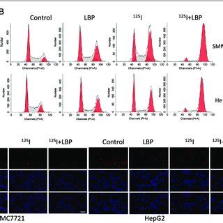 Lbp Promotes I Induced Anti Proliferative Effect In Hcc Cells A To