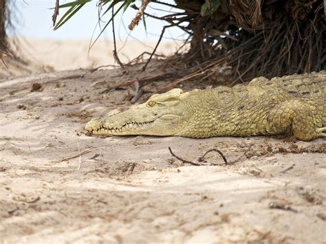 Tanzania Southern Circuit Adumu Safaris