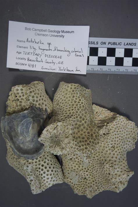 Clemson University Digital Collections