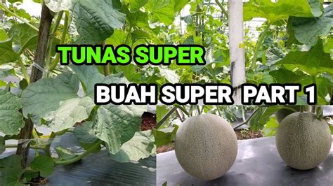 Cara Pemilihan Buah Melon Pruning Tunas Part 1 Youtube