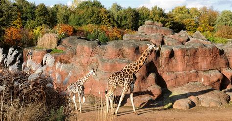 Natuurlijke Aanpak Legt Gaiazoo Geen Windeieren Chapeau Magazine