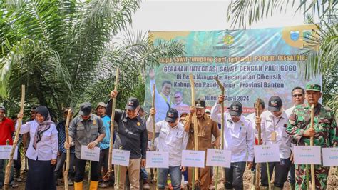 Optimalisasi Lahan Membuahkan Hasil Panen Ganda Kelapa Sawit Dan Padi