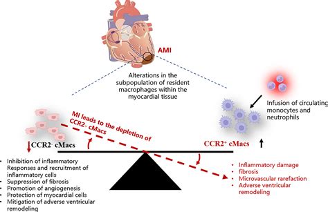 Frontiers Cardiac Resident Macrophages Key Regulatory Mediators In