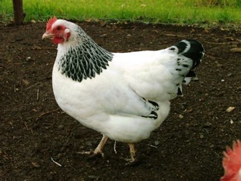 10 Breeds Of Chicken That Will Lay Tons Of Eggs For You Artofit