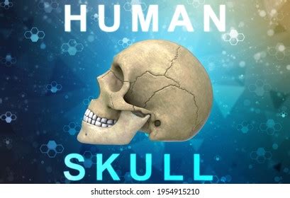 3d Illustration Human Skull Anatomy Stock Illustration 1863482482 ...