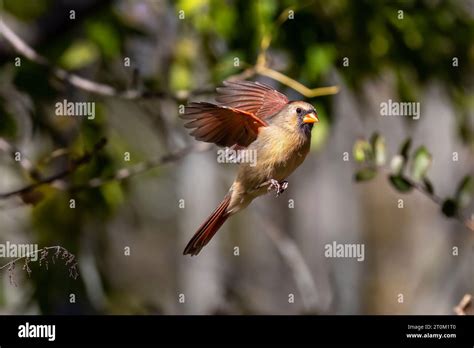 Northern Cardinal Cardinalis Cardinalis Cardinal Flight Phase During