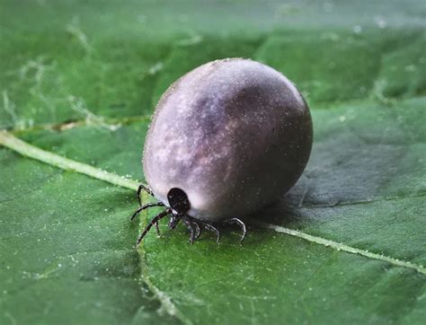 Borelioza Objawy Infekcji I Choroba Po Ugryzieniu Kleszcza Cuk