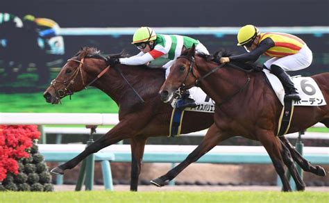 【pog】初陣vディオスバリエンテ、奥を感じるレース内容（美浦発）競馬・レースデイリースポーツ Online