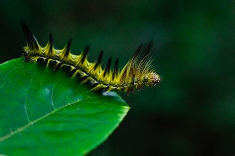 Worm Nature Leaf - Free photo on Pixabay - Pixabay