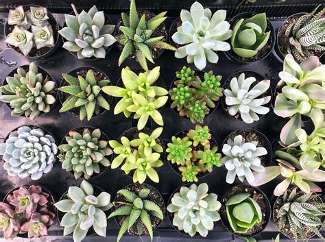 Succulent Varieties Pictures Best Succulent Ideas