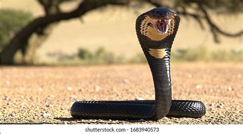 Black King Cobra Snakes