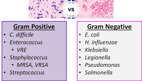 Principles Of Antibiotic Action And Resistance Flashcards Quizlet