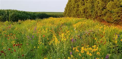 Create A Buzz By Planting A Pollinator Garden This Spring