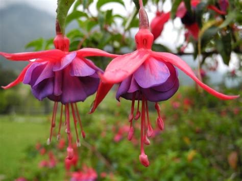 Romantic Flowers: Exotic Flowers