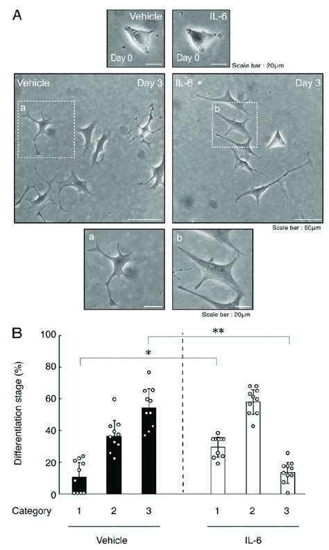 Treatment Of Cells With Il 6 Inhibits Oligodendroglial Cell