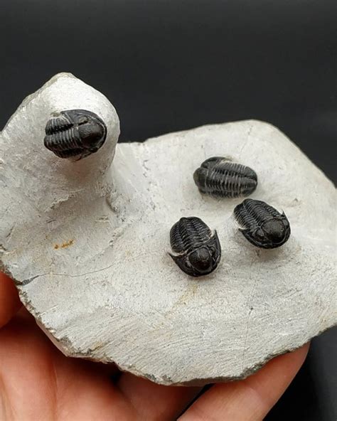 Four Beautiful Rare Trilobites On Matrix Gerastos Catawiki