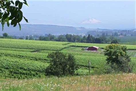 Wine Tasting Vineyards In France Eyrie Vineyards Oregon