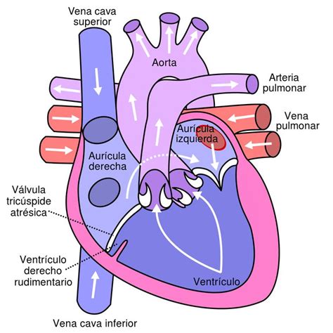 Ventrículo Que Es Definición Anatomía Anatomia Y Fisiologia