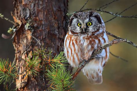 Boreal Owl Wallpaper 19841 Baltana