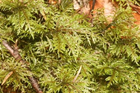 Boreal Forest Moss And Lichens The Boreal Encyclopedia