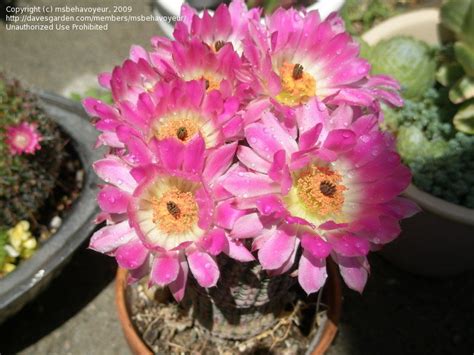 Plantfiles Pictures Echinocereus Species Arizona Ruby Rainbow