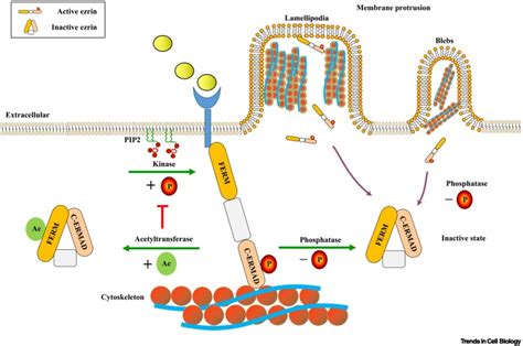 Modulation Of Membranecytoskeleton Interactions Ezrin As Key Player