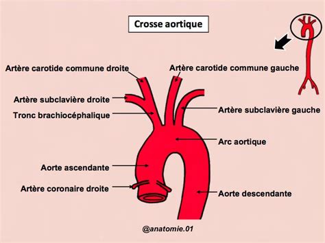 La Crosse Aortique Aorte Art Re Anatomie Du Corps Humain Planche