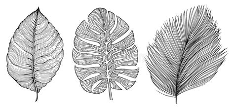 113 Monstera Outline Clipart Stock Photos Free And Royalty Free Stock