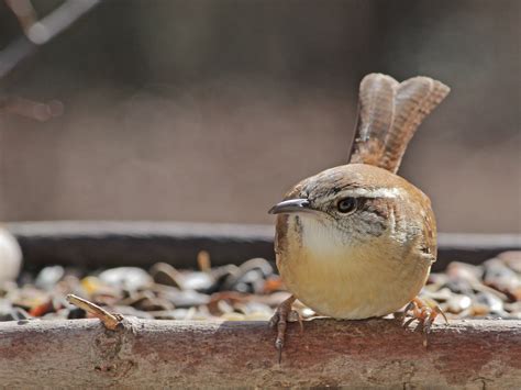 Carolina Wrens in February - FeederWatch