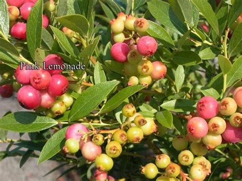 Pink Lemonade Blueberry Blueberry Plant Blueberry Bushes Container