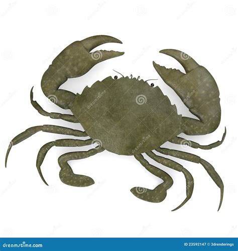 Scylla Serrata (crab) Royalty Free Stock Photography - Image: 23592147