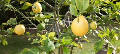 Transplanting a Lemon Tree | DoItYourself.com