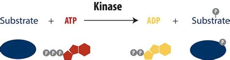 How Does A Biochemical Kinase Assay Work Bellbrook Labs