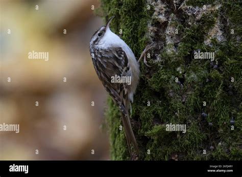 Creeper Bird Creepers Birds Hi Res Stock Photography And Images Alamy