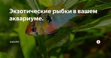 Экзотические рыбки в вашем аквариуме. | ZOO CHANNEL | Дзен