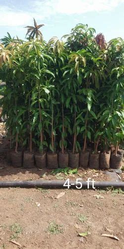 Osteen Mango Grafted Plant For Farming And Gardning At Rs Plant