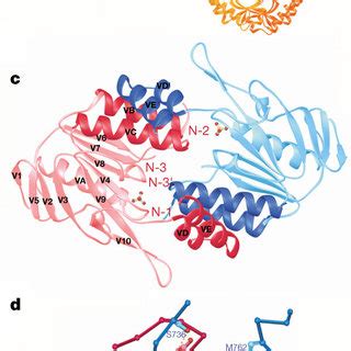 Mismatch Recognition By Muts A The Dna Binding Domains Represented By